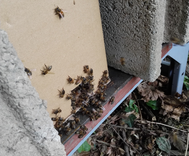 Ausflugloch für Bienen aus Ankaufskarton