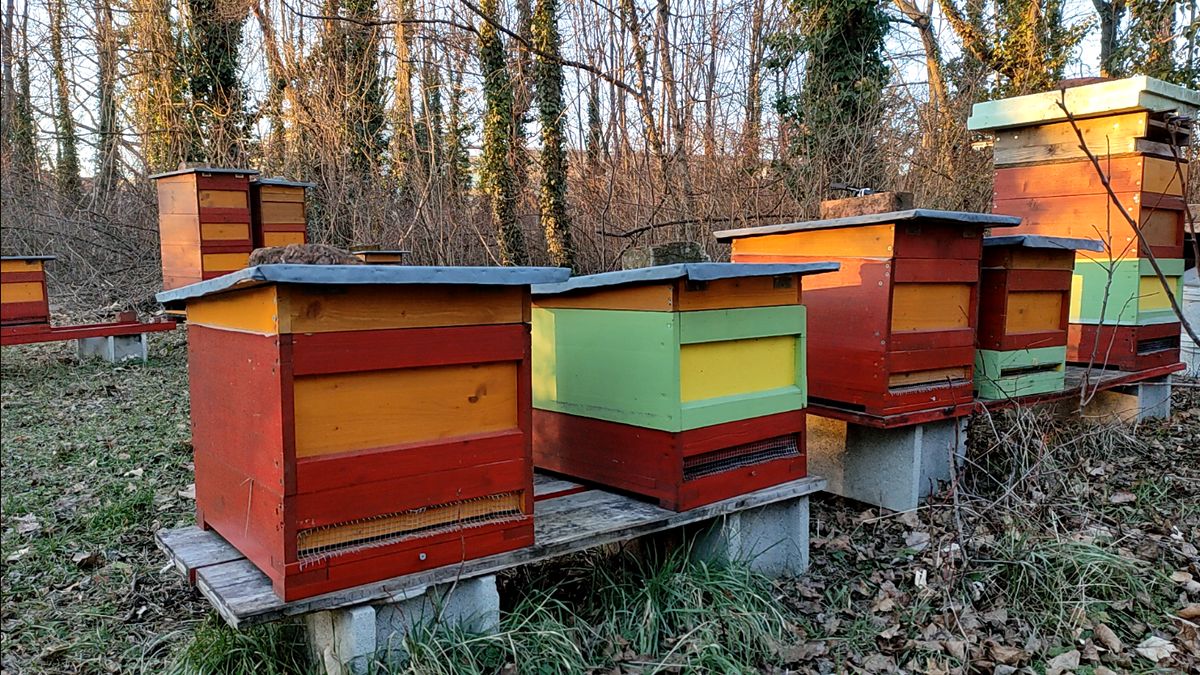 Bunt angestrichene Bienenstöcke, beleuchtet von goldener Abendsonne