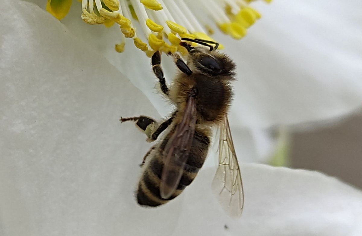 Biene auf schneeweißer Mandelblüte, Detailaufnahme