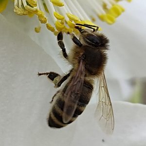 Biene auf Schneerose