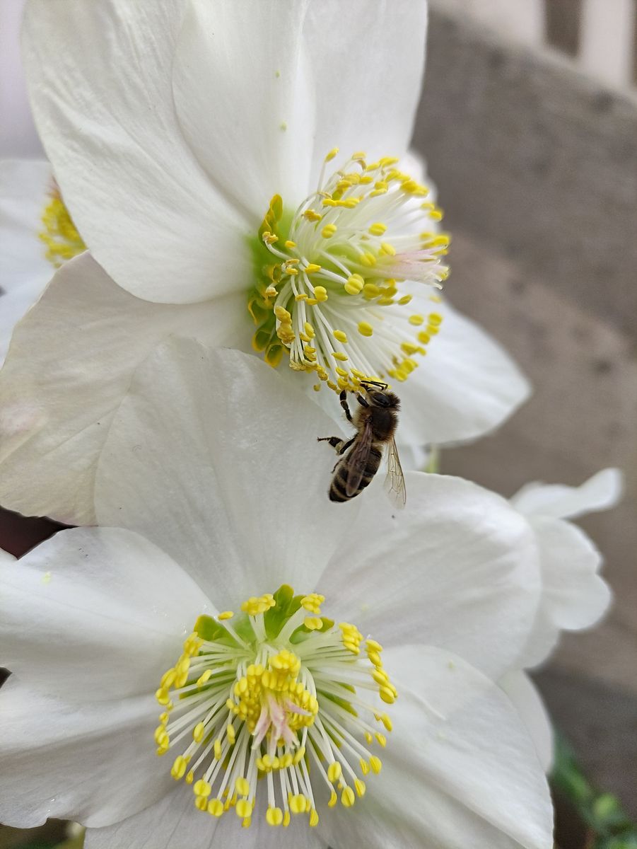 Biene auf Mandelblüte