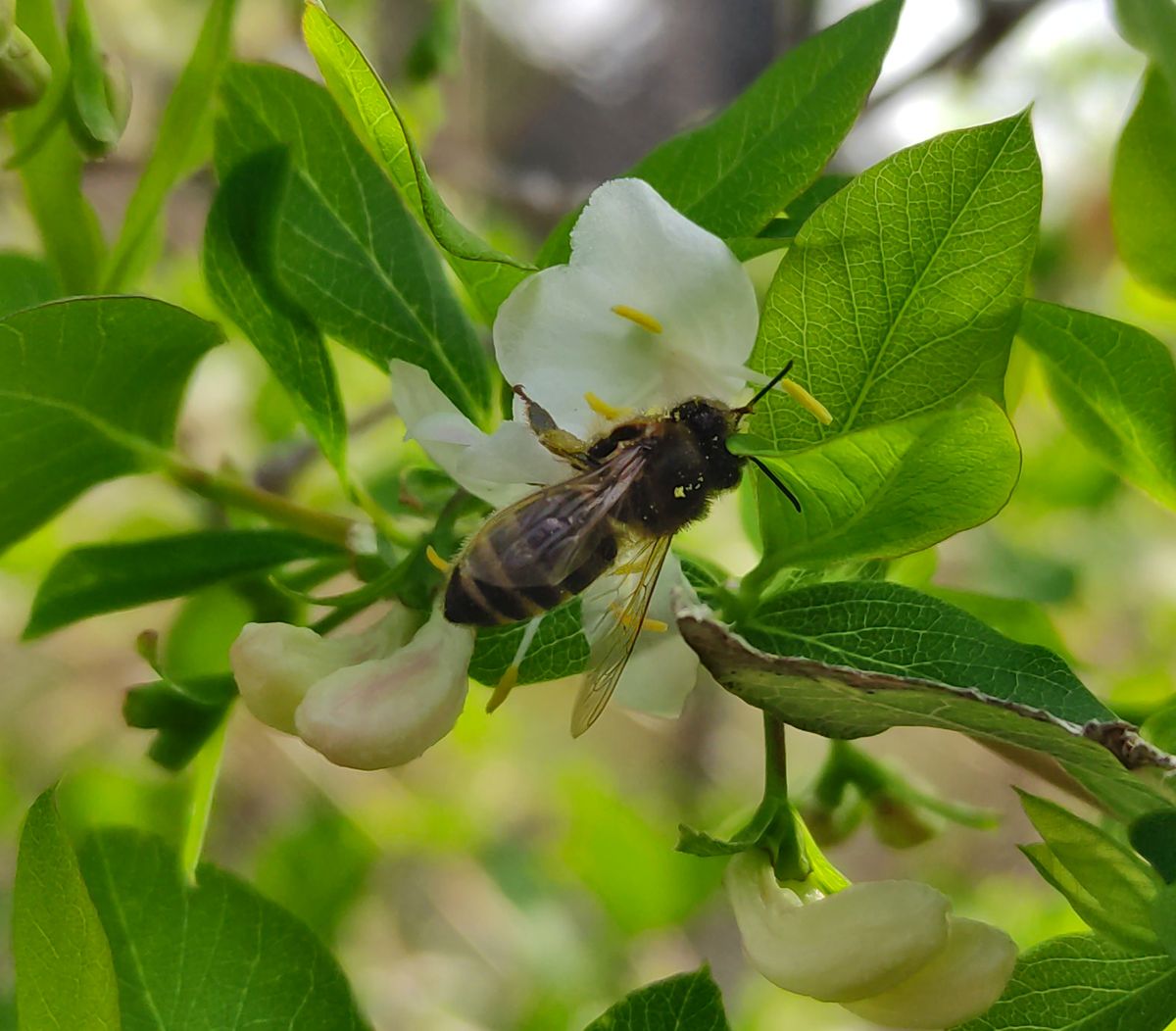 Biene auf Blüte von Winter-Heckenkirsche