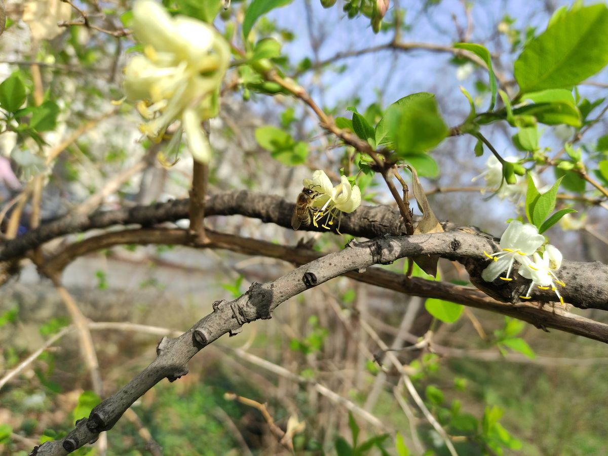 Biene auf Blüte von Winter-Heckenkirsche