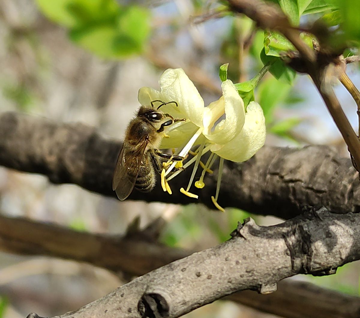 Biene auf Blüte von Winter-Heckenkirsche