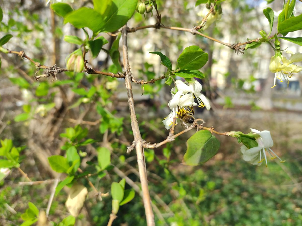 Biene auf Blüte von Winter-Heckenkirsche