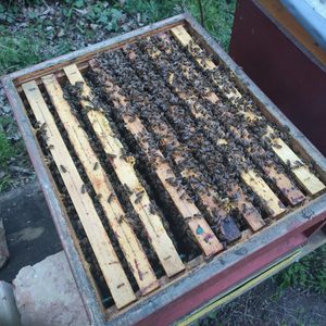 Offenes Bienenvolk