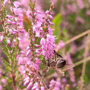 Bienen auf Heidekraut