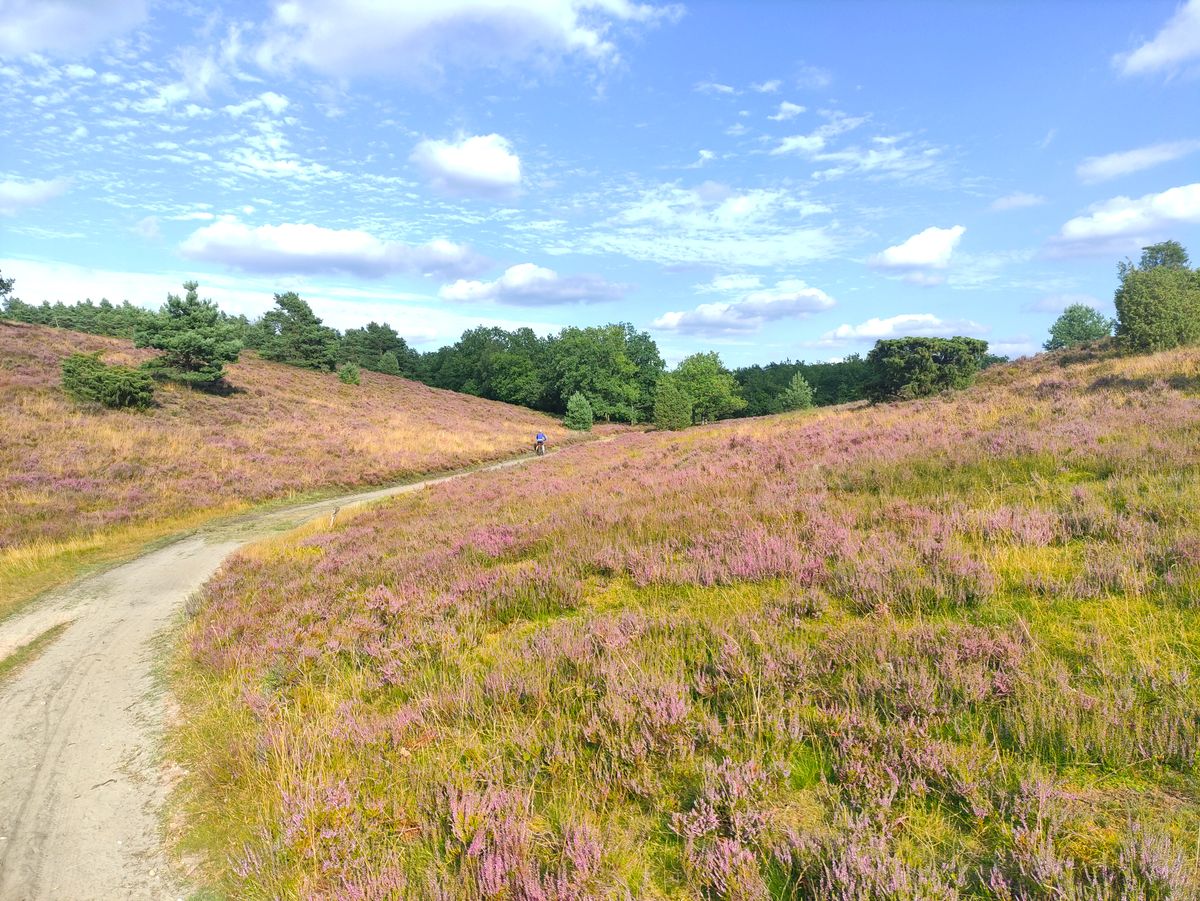 Lüneburger Heide