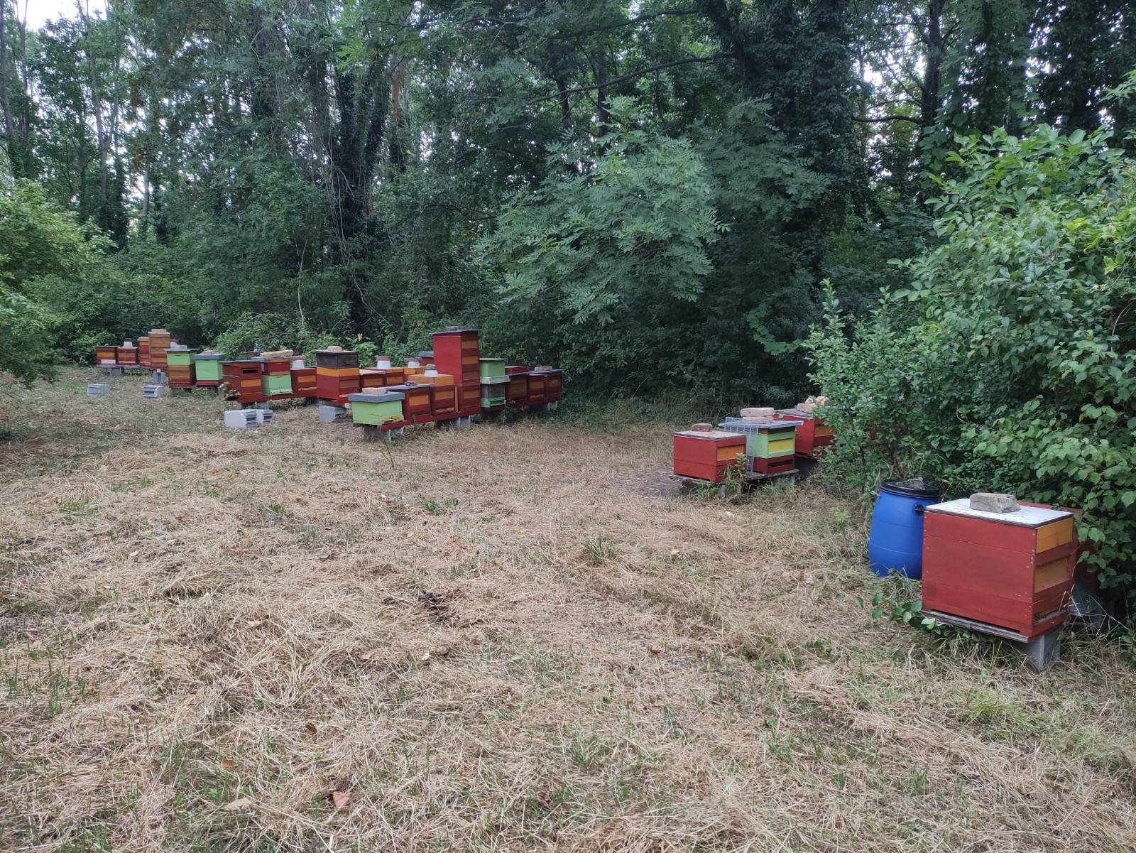 Bienenvölker mit Futterkübeln