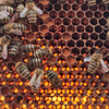 Bienenwabe, fotografiert gegen die Sonne, sodass das Licht durchscheint