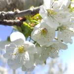 Kirschblüten