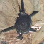 Totes Bienenvolk in hohler Eiche
