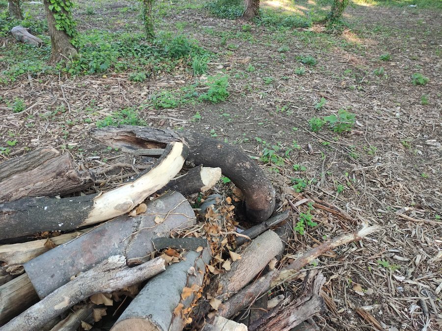 Stapel gefällter Bäume, einer davon ist hohl