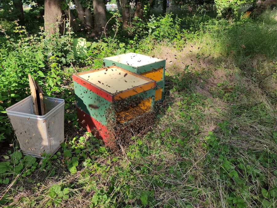 Bienenschwarm zieht in Beute ein - ziemlich viel Flugverkehr