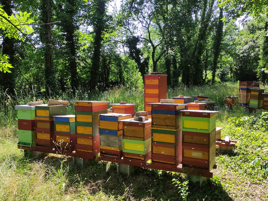 Ziemlich viel Flugverkehr vor den Bienenstöcken