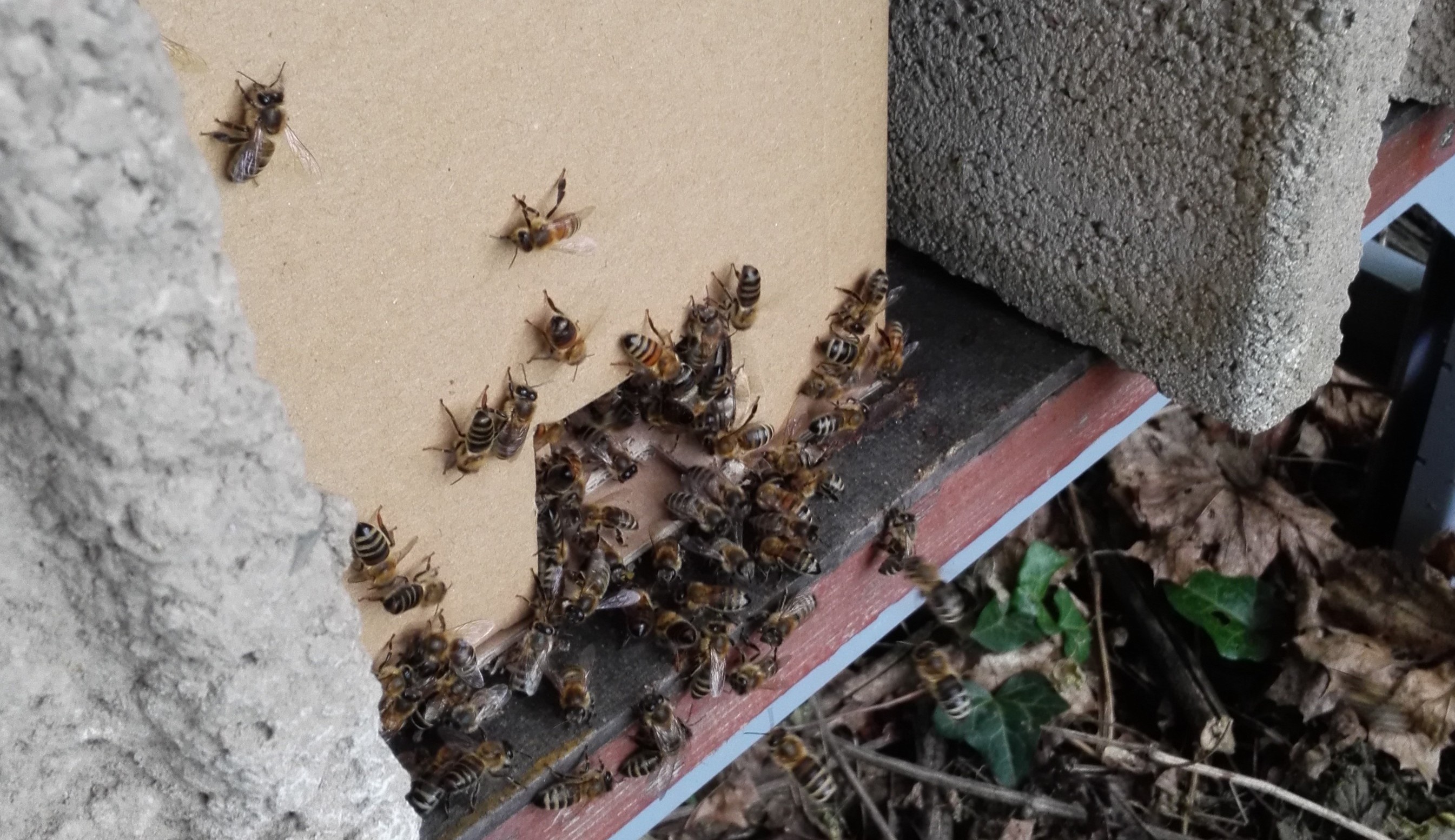 Bienenschwarm in Karton mit kleiner Flugöffnung
